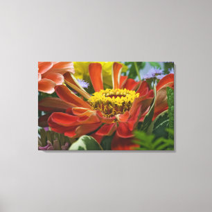 Chrysanthemenblüte Leinwanddruck