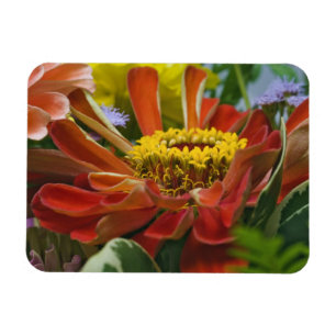 Chrysanthemenblüte Magnet