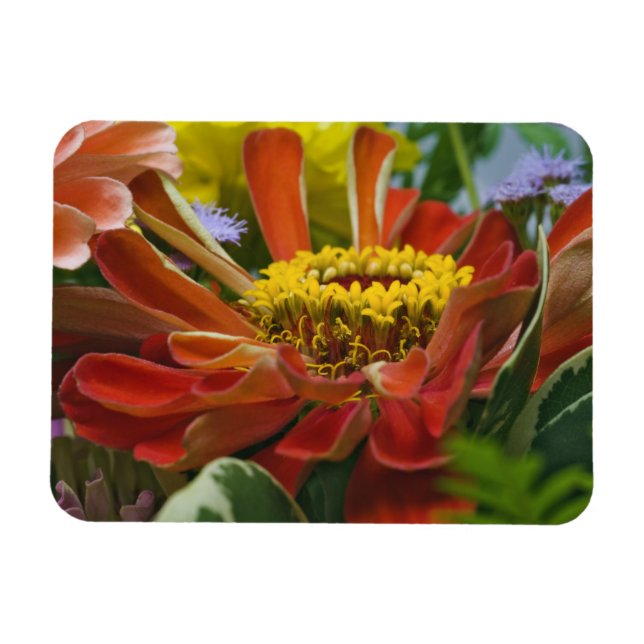 Chrysanthemenblüte Magnet (Horizontal)