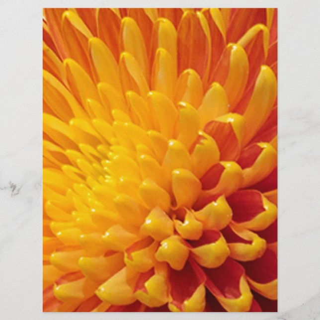 Chrysanthemum (Vorderseite)