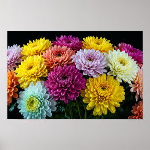 Chrysanthemum Blume Farbenfrohe Blossom Dekoration