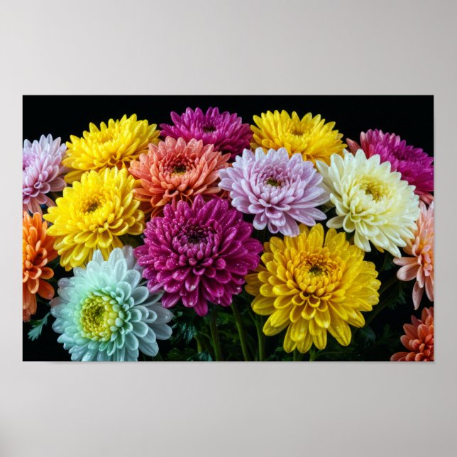 Chrysanthemum Blume Farbenfrohe Blossom Dekoration (Vorne)