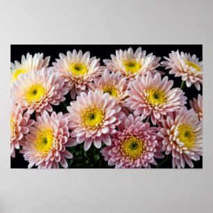 Chrysanthemum Blume Farbenfrohe Blossom Dekoration