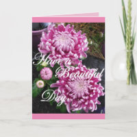 Chrysanthemum Blume haben eine schöne Tageskarte