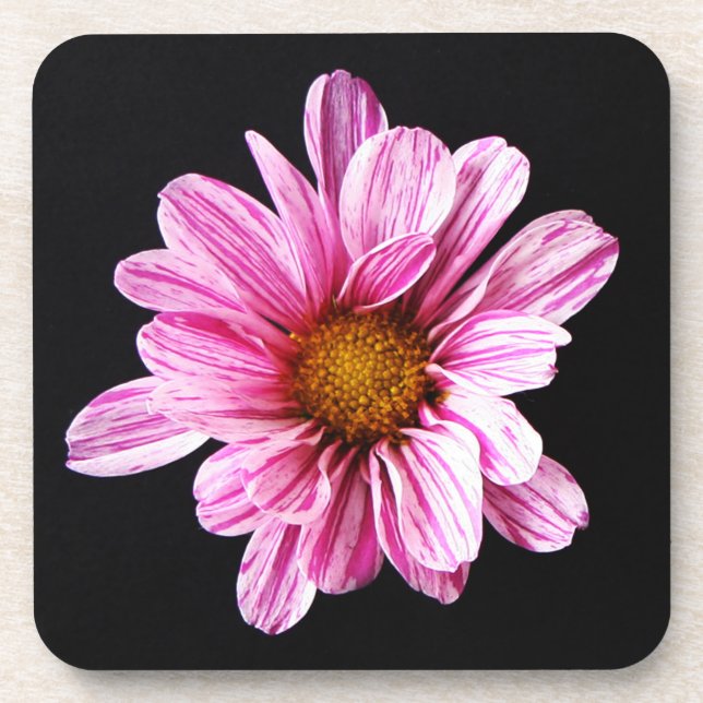 Chrysanthemum Blume Küstenercna Getränkeuntersetzer (Vorderseite)