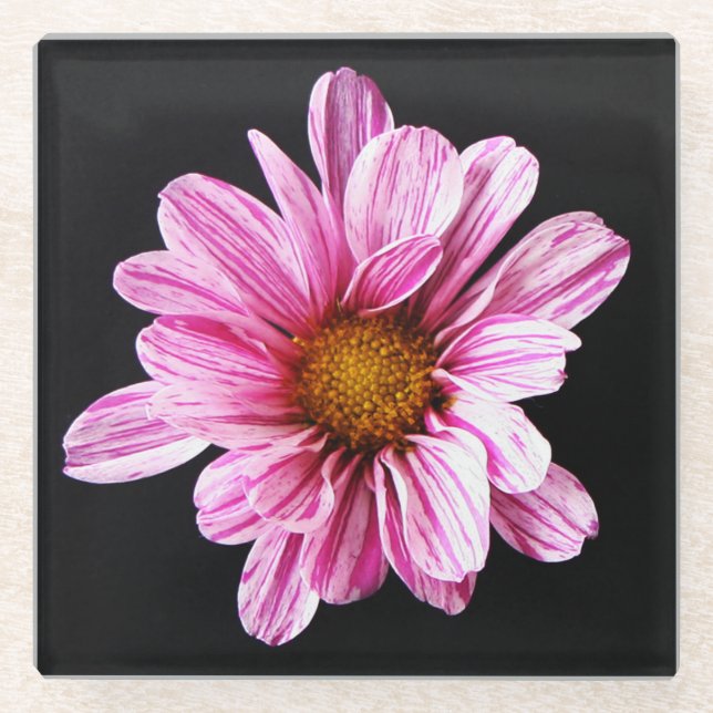 Chrysanthemum Blume Küstenercna Glasuntersetzer (Vorderseite)