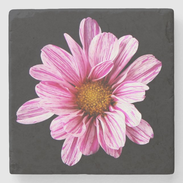 Chrysanthemum Blume Küstenercna Steinuntersetzer (Vorderseite)