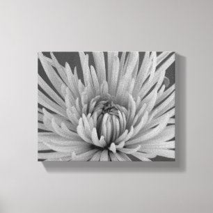 Chrysanthemum-Blume Leinwanddruck