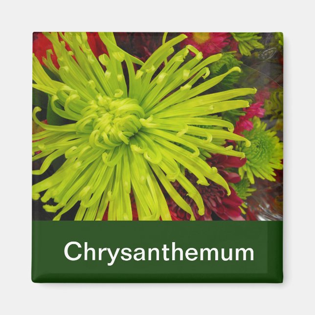 Chrysanthemum-Blume Magnet (Vorne)