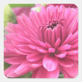 Chrysanthemum Blume Mums Blume Foto Quadratischer Aufkleber