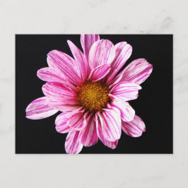 Chrysanthemum Blume pccna Postkarte