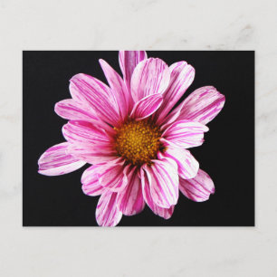 Chrysanthemum Blume pccnm Postkarte