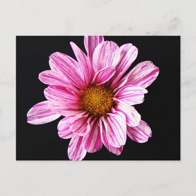 Chrysanthemum Blume pccnm Postkarte (Vorderseite)