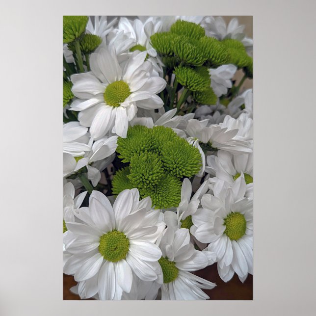 Chrysanthemum Blume Poster (Vorne)