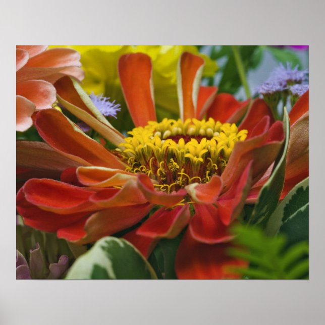 Chrysanthemum-Blume Poster (Vorne)