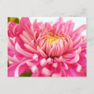 Chrysanthemum-Blume Postkarte