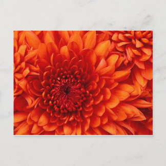 Chrysanthemum-Blume Postkarte