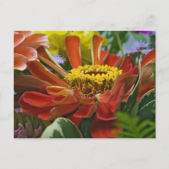Chrysanthemum-Blume Postkarte (Vorderseite)