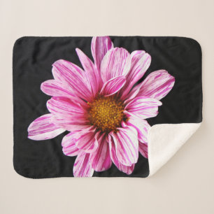 Chrysanthemum-Blume Sherpadecke