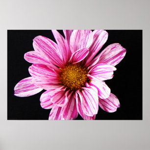 Chrysanthemum Blume wapcnm Poster