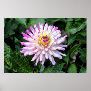 Chrysanthemum, Bute Park, Cardiff, Wales Poster