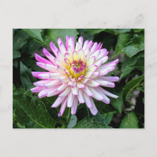 Chrysanthemum, Bute Park, Cardiff, Wales Postkarte