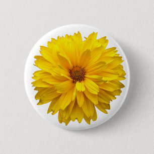 Chrysanthemum Button
