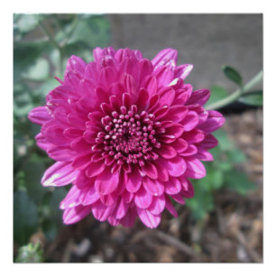 Chrysanthemum Dark Red Blume Poster