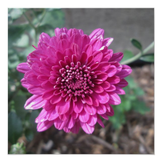 Chrysanthemum Dark Red Blume Poster (Vorderseite)
