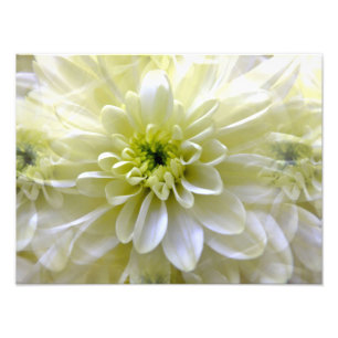 CHRYSANTHEMUM FOTODRUCK