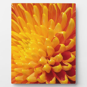 Chrysanthemum Fotoplatte