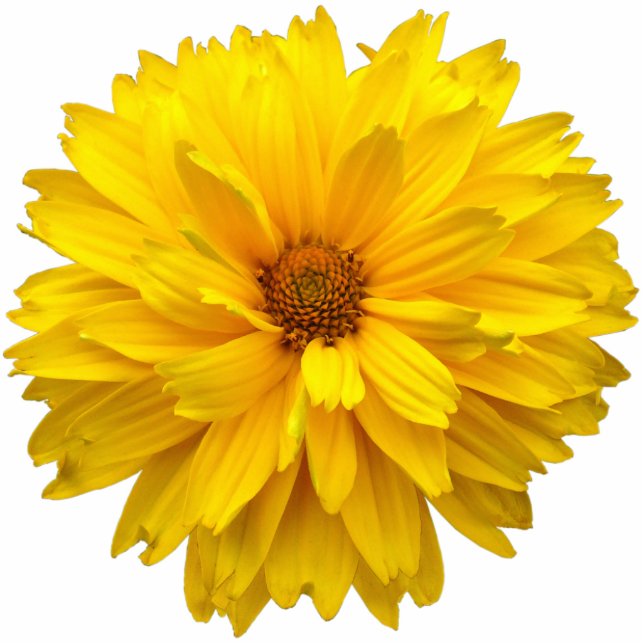 Chrysanthemum Fotoskulptur Magnet (Vorne)