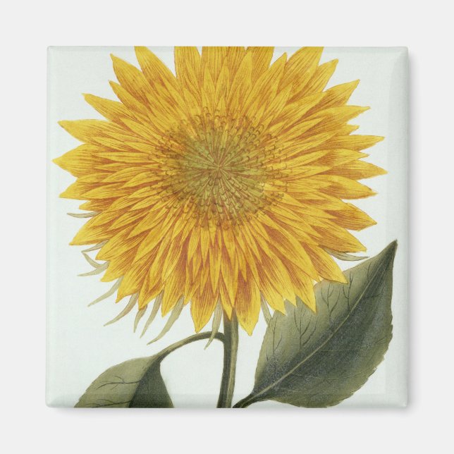 Chrysanthemum Indicum from 'Pythanthoza Iconograph Magnet (Vorne)