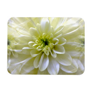 CHRYSANTHEMUM MAGNET