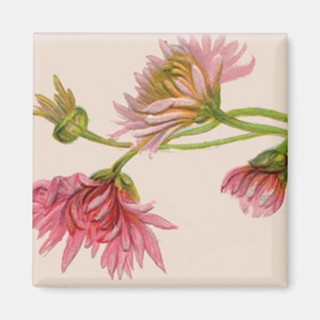 Chrysanthemum - Magnet (Vorne)