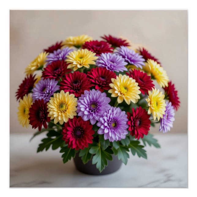 Chrysanthemum Poster (Vorderseite)
