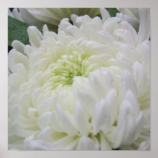 Chrysanthemum Poster (Vorne)