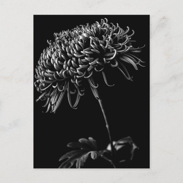 Chrysanthemum Postkarte (Vorderseite)
