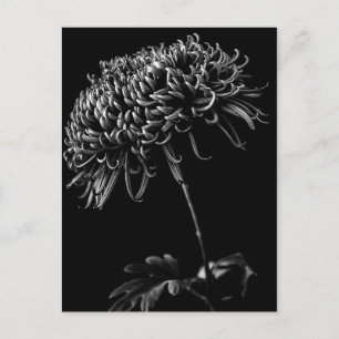 Chrysanthemum Postkarte