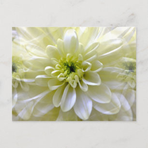 CHRYSANTHEMUM POSTKARTE