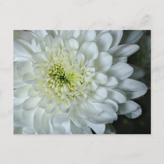 Chrysanthemum Postkarte