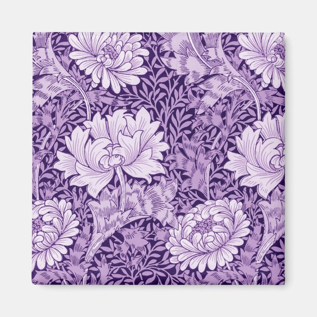Chrysanthemum Purple Magnet (Vorne)