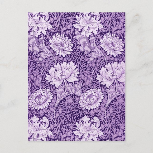 Chrysanthemum Purple Postkarte (Vorderseite)
