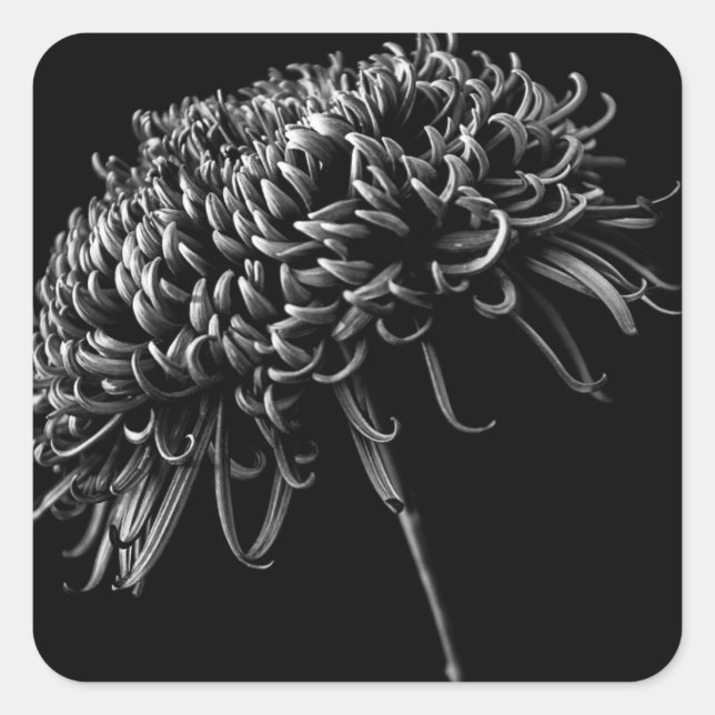 Chrysanthemum Quadratischer Aufkleber (Vorderseite)