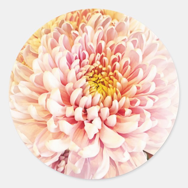 Chrysanthemum Stickers/Umschlag Aufkleber (Vorderseite)