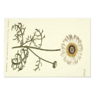 Chrysanthemum Tricolor Yellow Illustration Fotodruck
