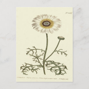 Chrysanthemum Tricolor Yellow Illustration Postkarte
