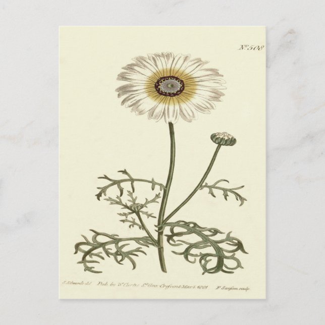Chrysanthemum Tricolor Yellow Illustration Postkarte (Vorderseite)