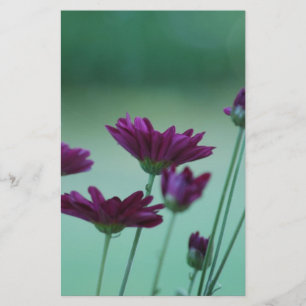 Chrysanthemum und Bedeutung