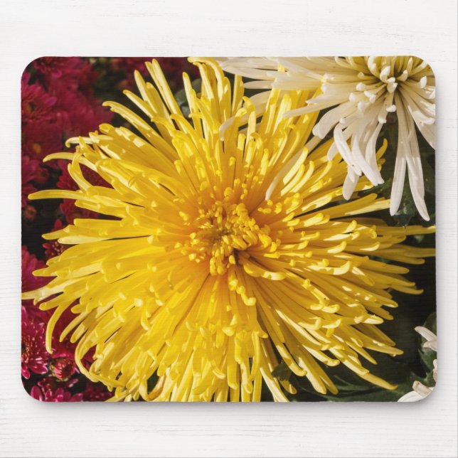 ChrysanthemumBlume Mousepad (Vorne)